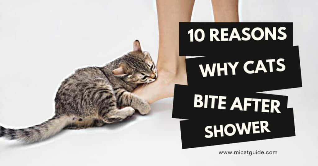 10 Possible Reasons Why Your Cat is Biting Your Leg After You Shower