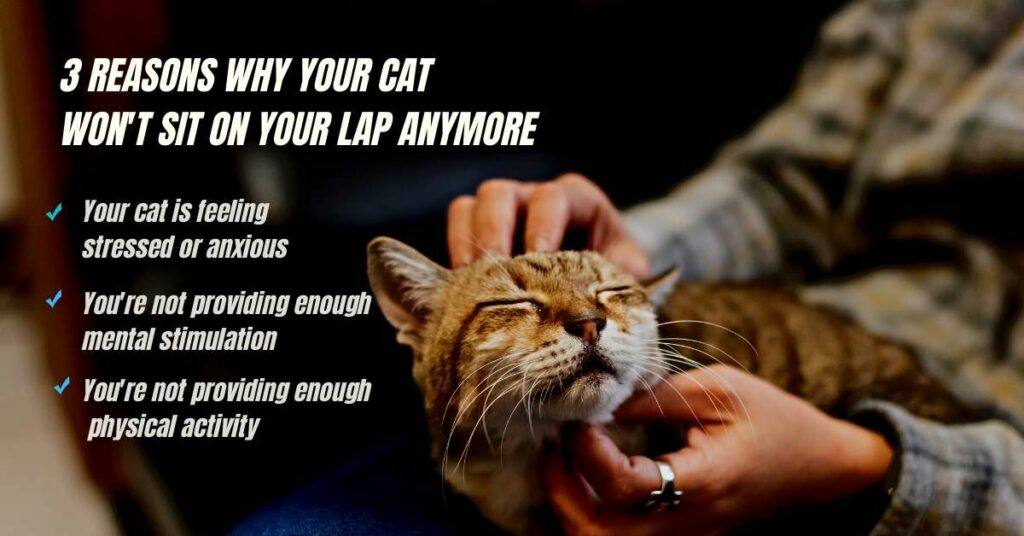 3 Reasons Why Your Cat Won't Sit on Your Lap Anymore