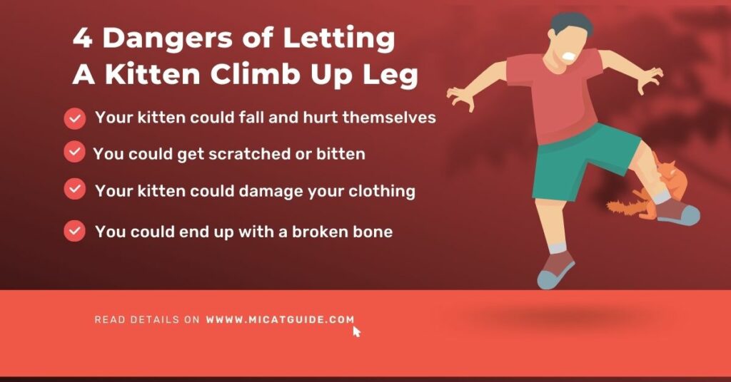 4 Dangers of Letting a Kitten Climb Up Your Leg