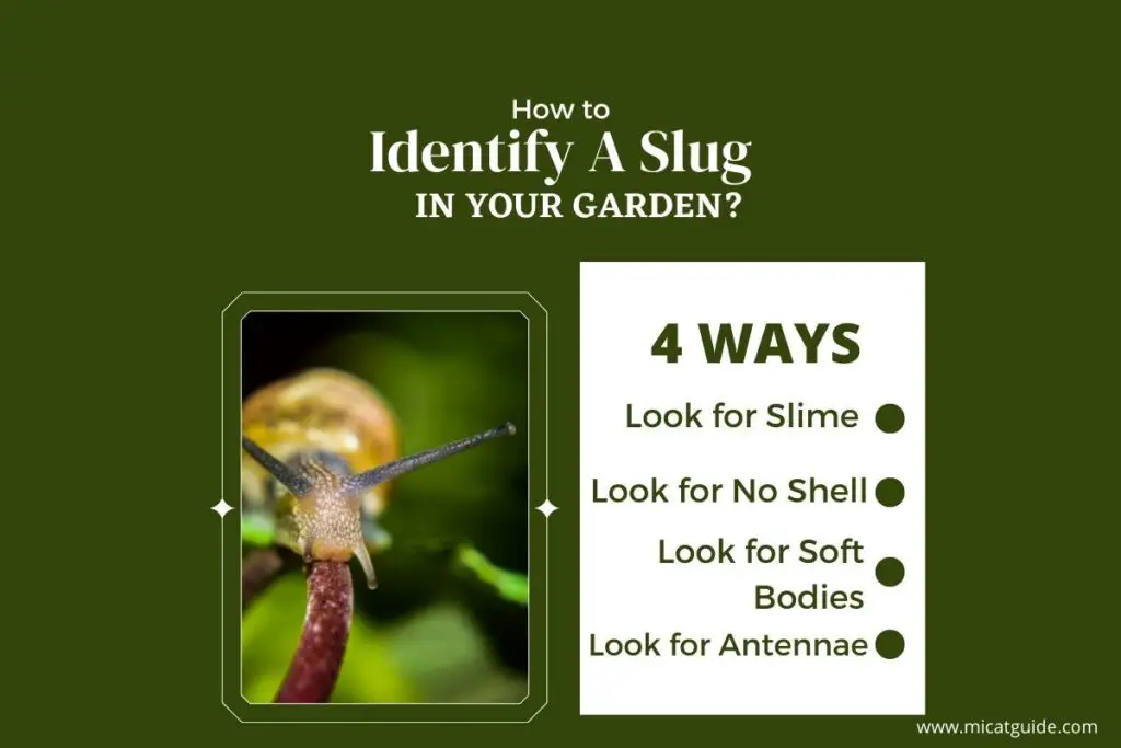 4 Ways to Identify a Slug in Your Garden