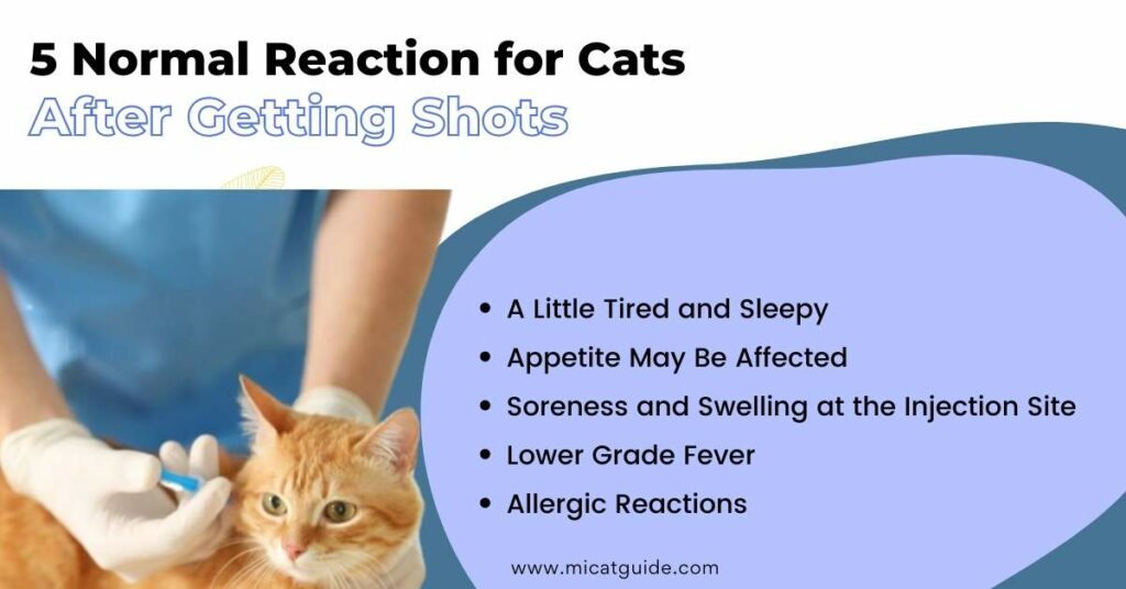 5 Normal Reaction for Cats After Getting Shots