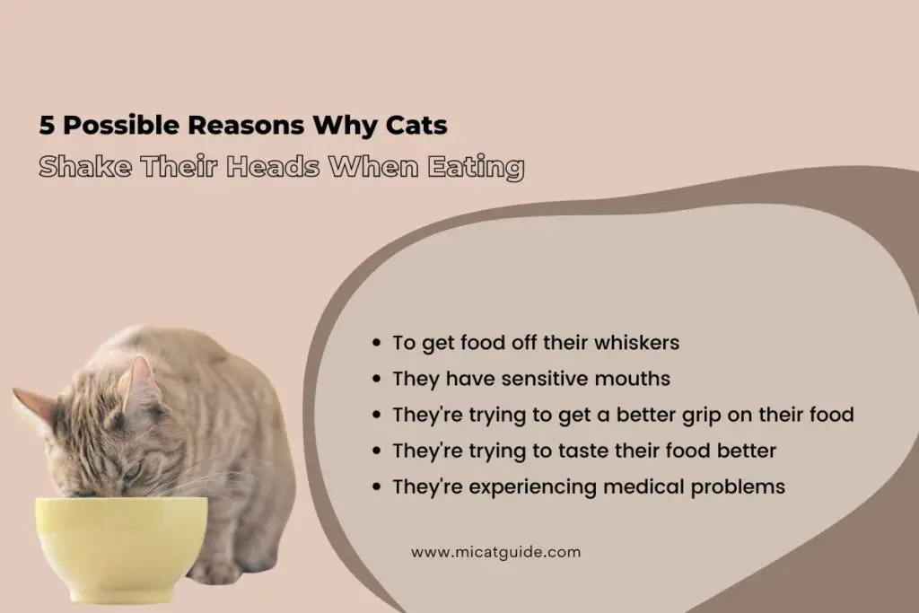 5 Possible Reasons Why Cats Shake Their Heads When Eating