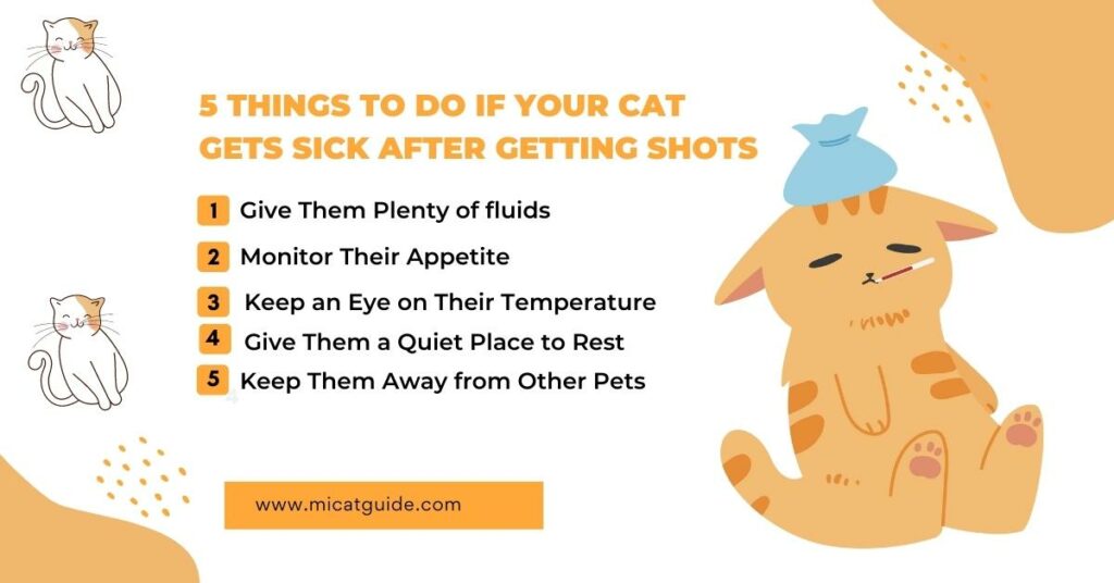 5 Things to Do if Your Cat Gets Sick After Getting Shots