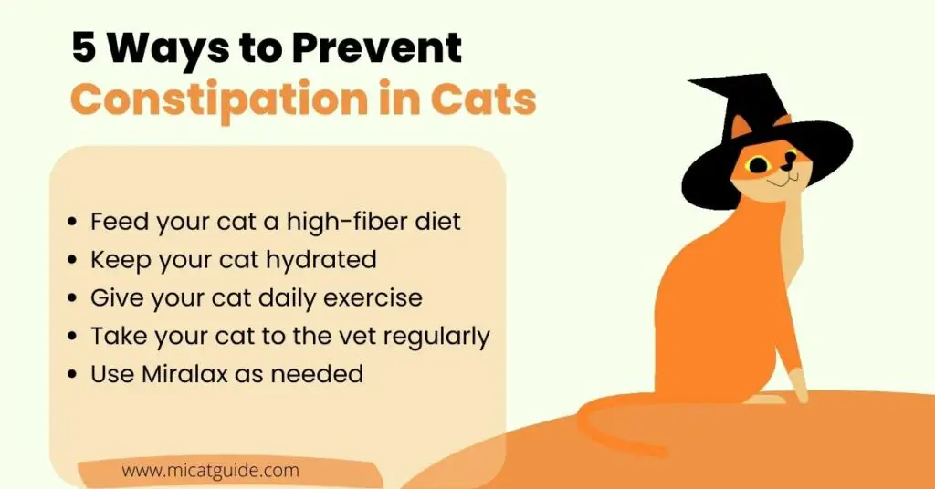 to Prevent Constipation in Cats