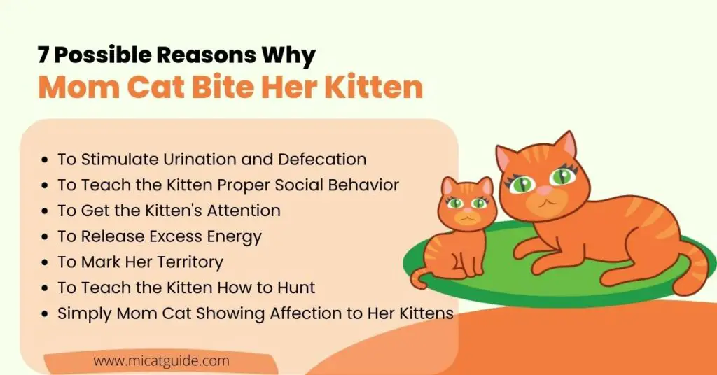 7 Possible Reasons Why Do Mother Cats Bite Their Kittens