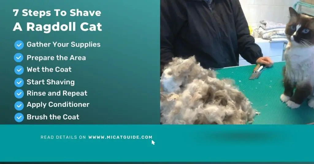 7 Steps To Shave A Ragdoll Cat