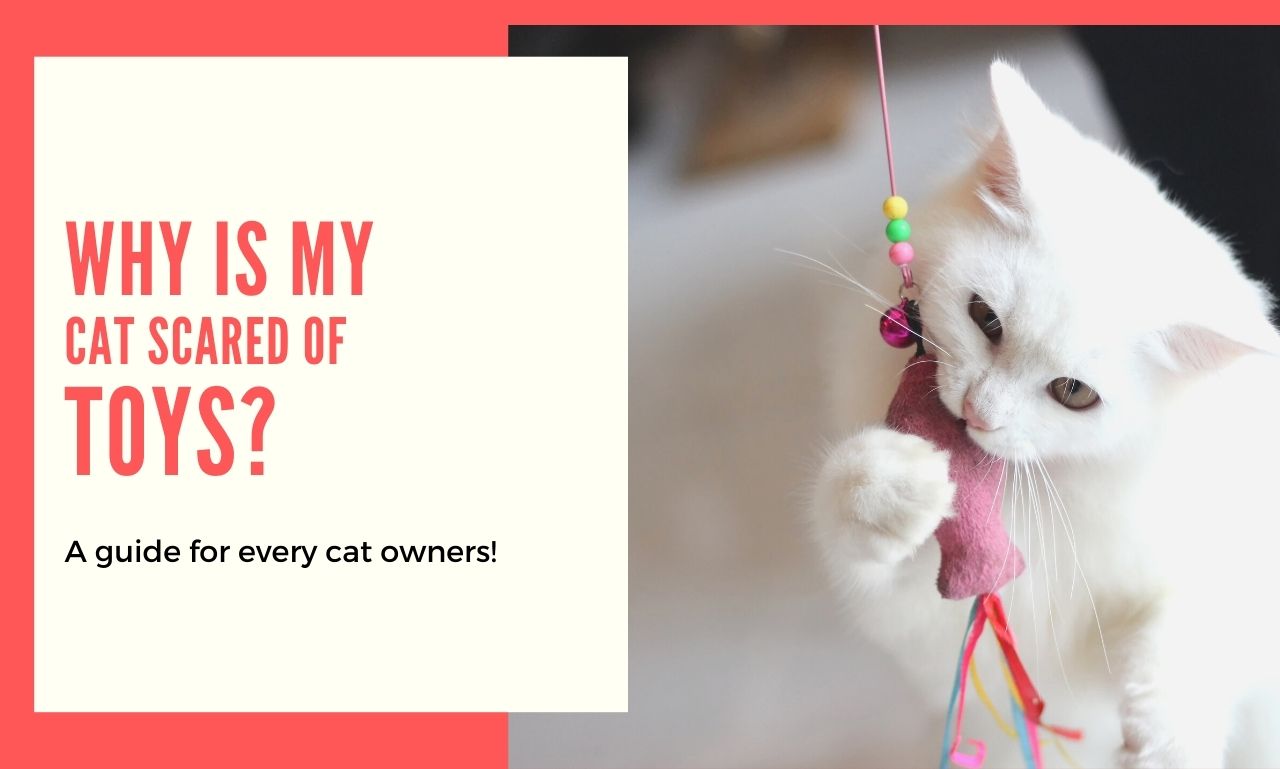 8 Reasons why Your Cat Scared of Toys