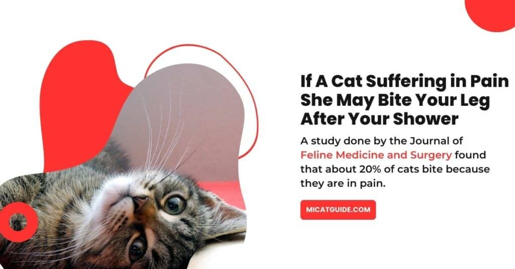 A Cat Suffering in Pain May Bite Your Leg After Your Shower