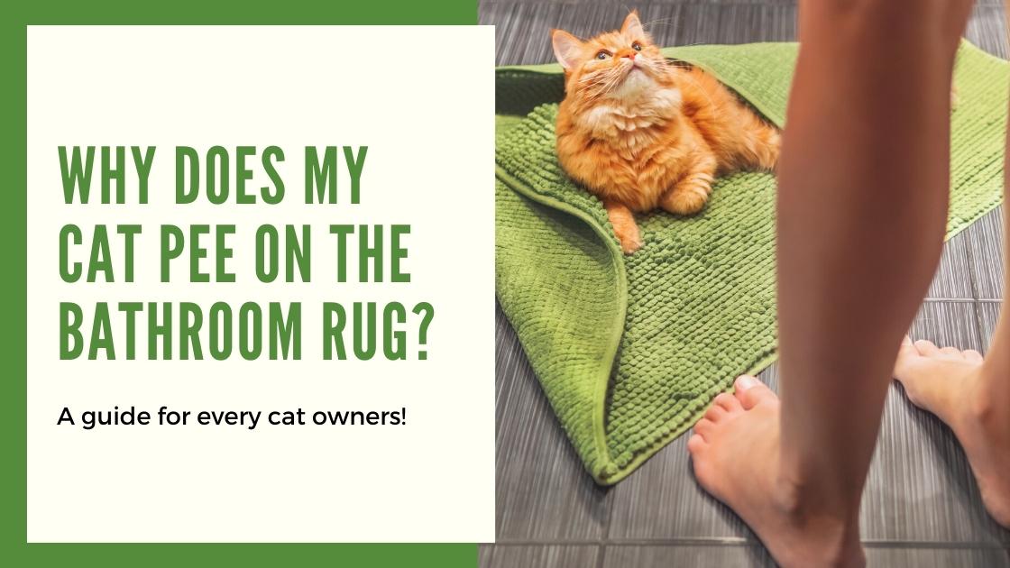 All the Reason Why Your Cat Pee on the Bathroom Rug