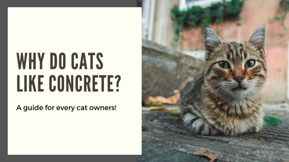 All the Reasons Why Cats Like Concrete