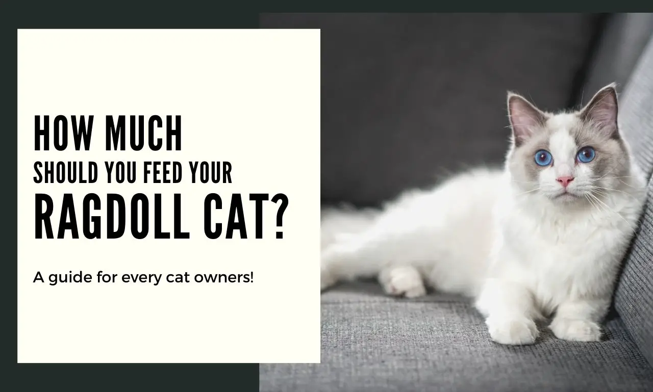 Amount You Should Feed Your Ragdoll Cat