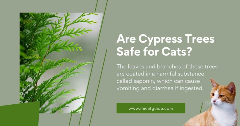 Are Cypress Trees Safe for Cats