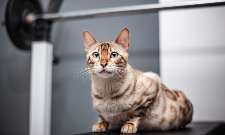 Can Bengal Cats be Declawed? (with all other alternatives)