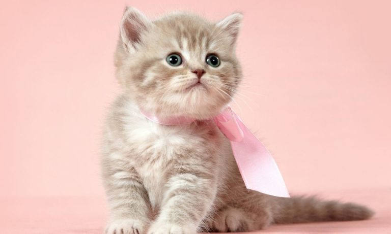 Can 6 Week Old Kittens Eat Tuna? (and How Much)