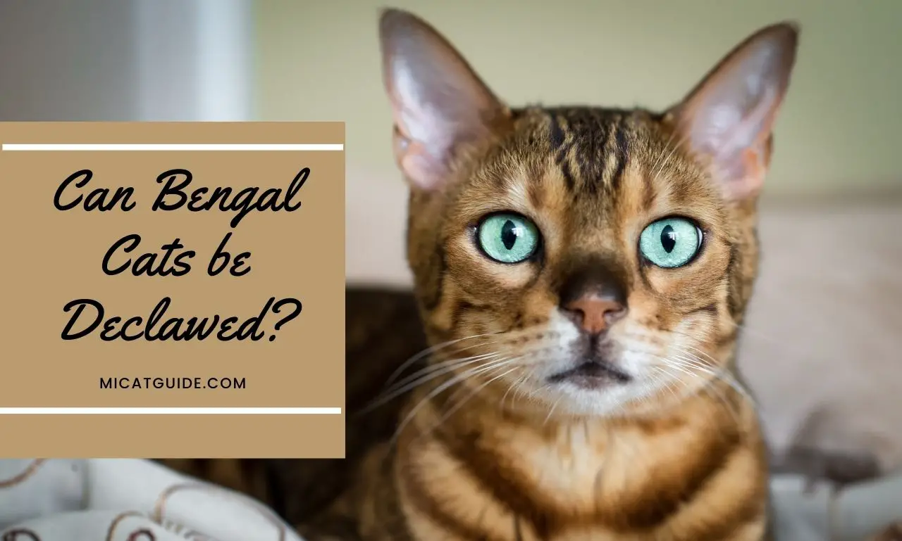 Can Bengal Cats be Declawed