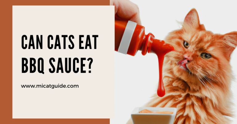 Can Cats Eat BBQ Sauce? (Must Read Guide)