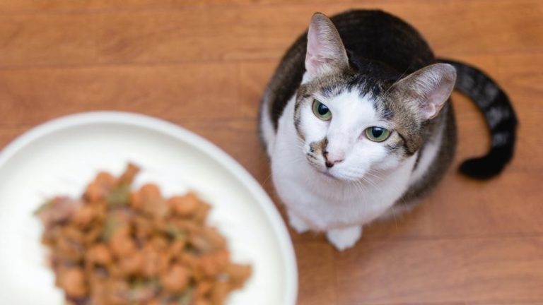 Can Cats Eat Ferret Food? The Surprising Answer