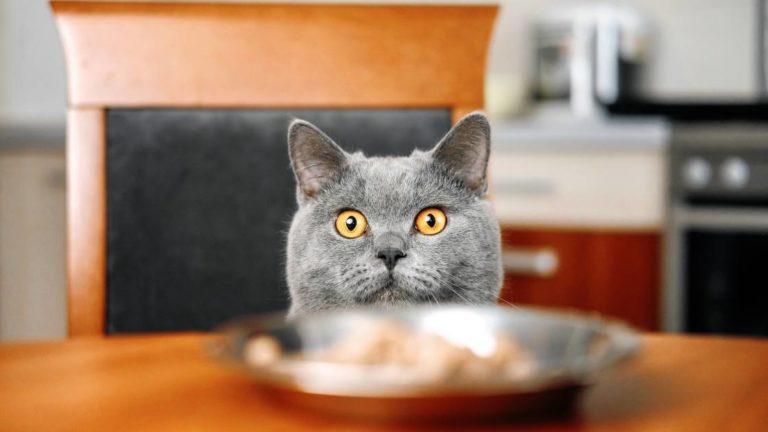 Can Cats Eat Kippered Herring? (Good or Bad)