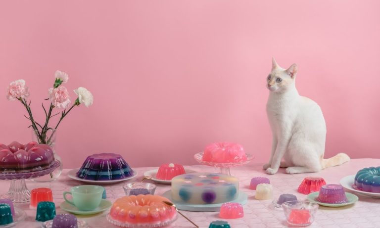 Can Cats Have Jello? (Things You Should Know)