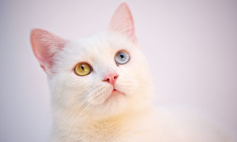Can Cats Sense Good Person? (Explained)