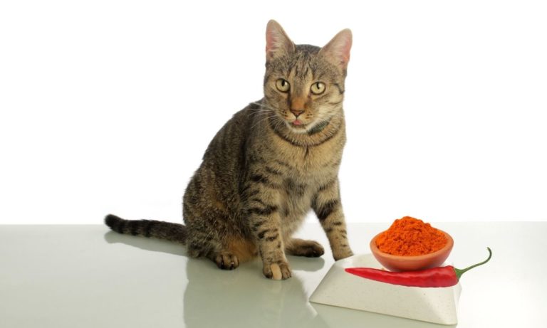 Can Cats Have Paprika? (Risks & My Opinion)