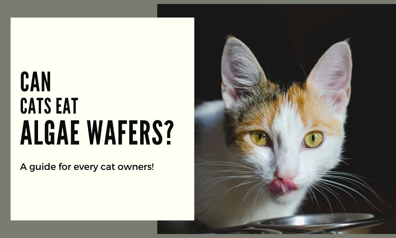 Cats Eating Algae Wafers