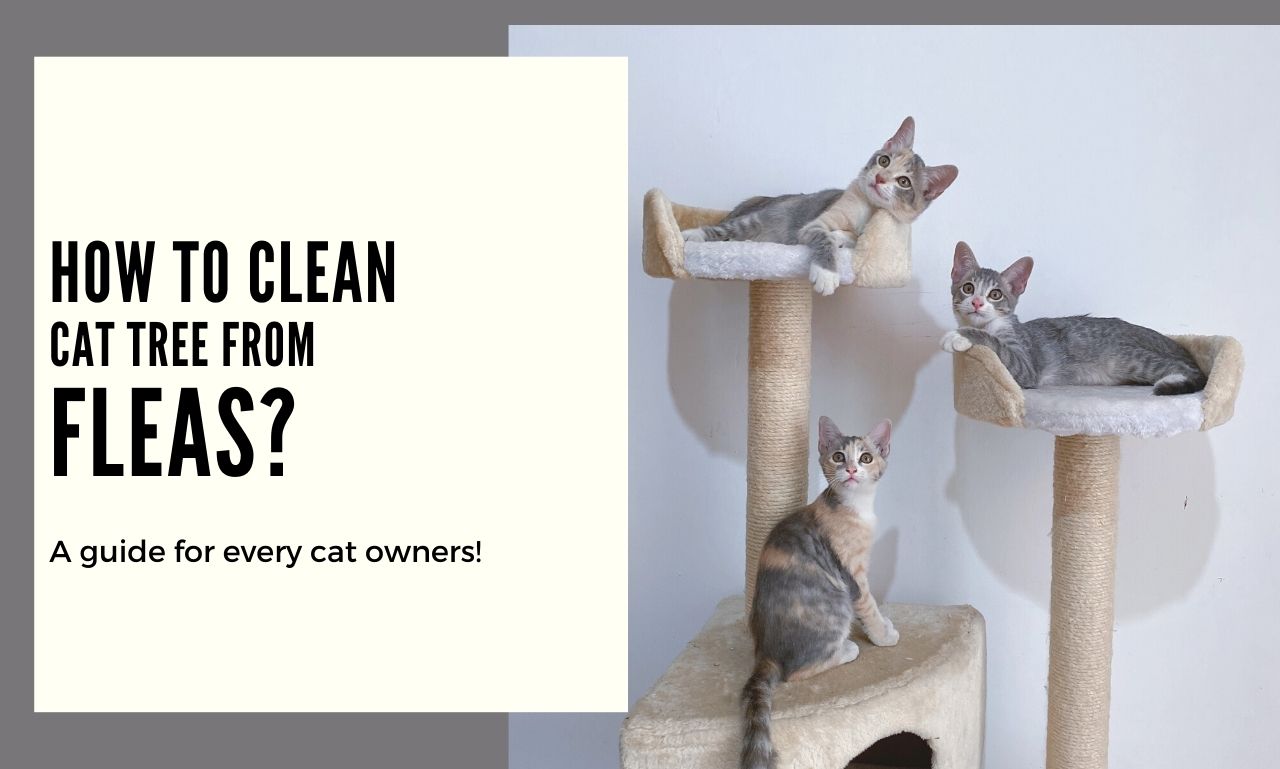 Cleaning Procedure of A Cat Tree from Fleas