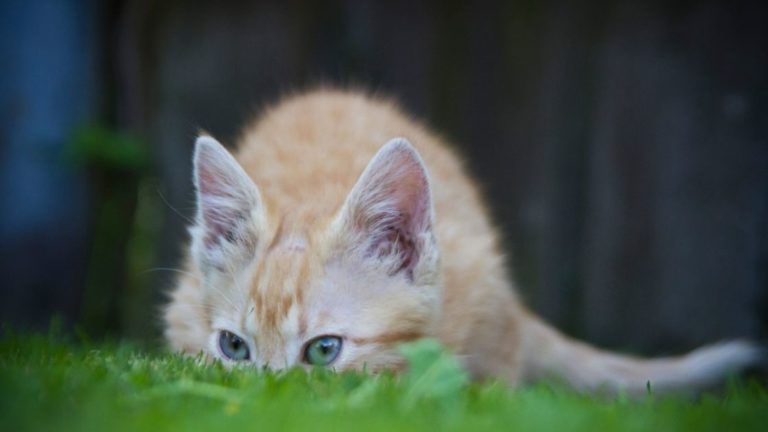 Do Cats Poop on Artificial Grass? The Truth About Litter Box Solutions