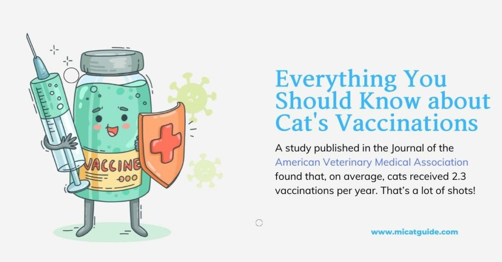 Everything You Should Know about Cat's Vaccinations