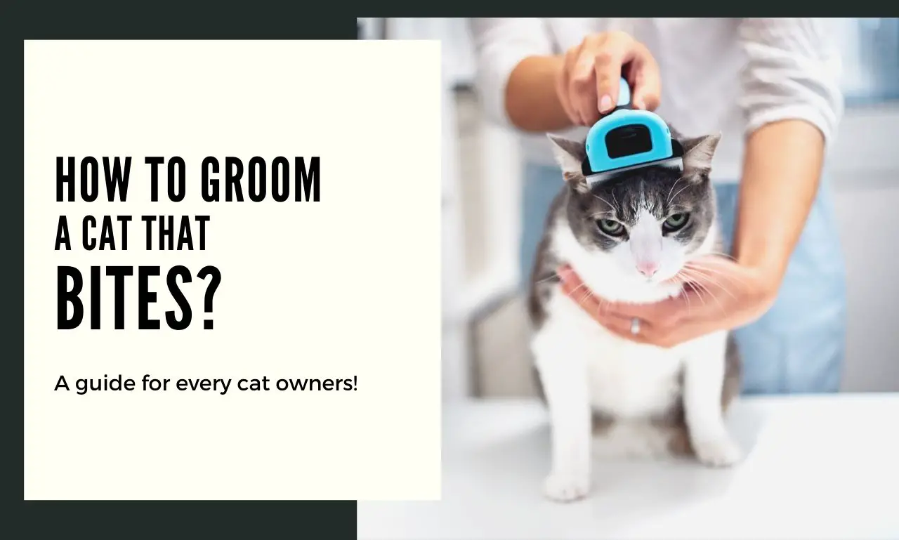 Grooming Procedures of a Cat that Bites