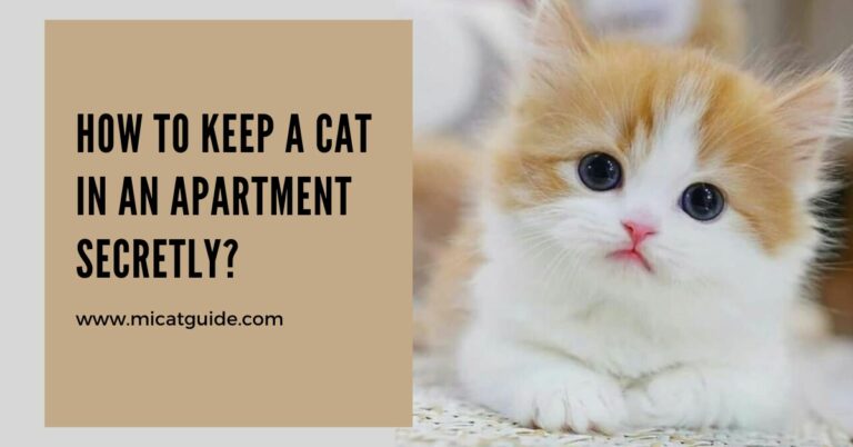A Guide To Keeping A Cat In An Apartment Secretly