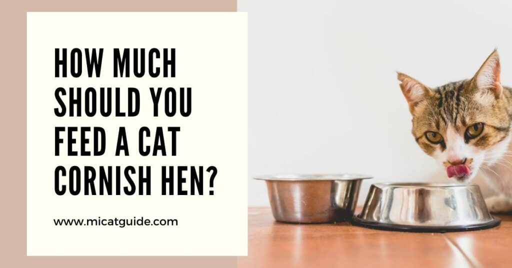How Much Should You Feed a Cat Cornish Hen