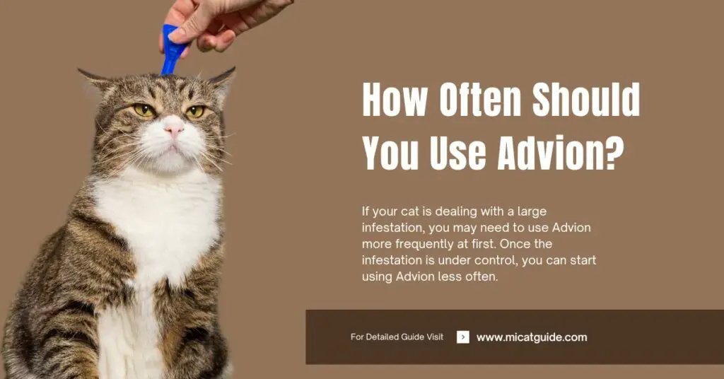 How Often Should You Use Advion on Your Cats