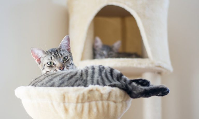 How to Clean Cat Tree from Fleas? (step by step)