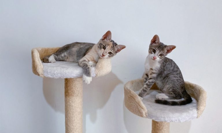 How to Deep Clean a Cat Tree? (step by step guide)