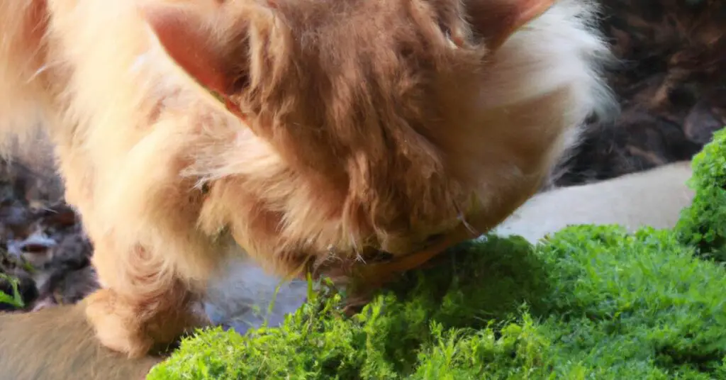How to Diagnosis and Treat Moss Poisoning in Cats