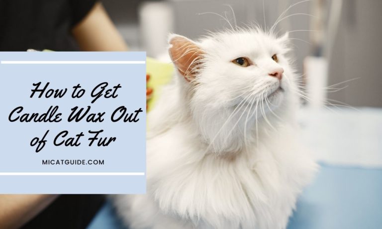 How to Get Candle Wax Out of Cat Fur? - Mi Cat Guide