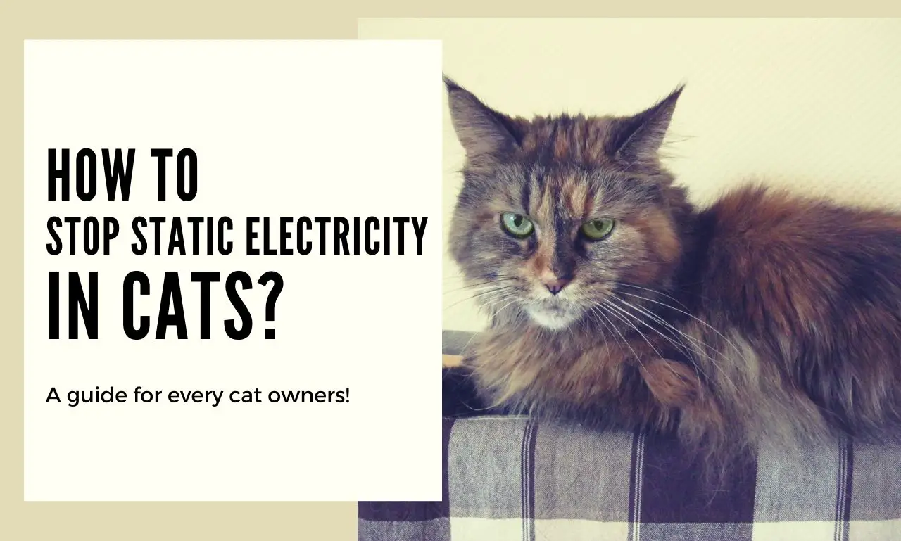 How to Get Rid of Cat Fur Static Electricity