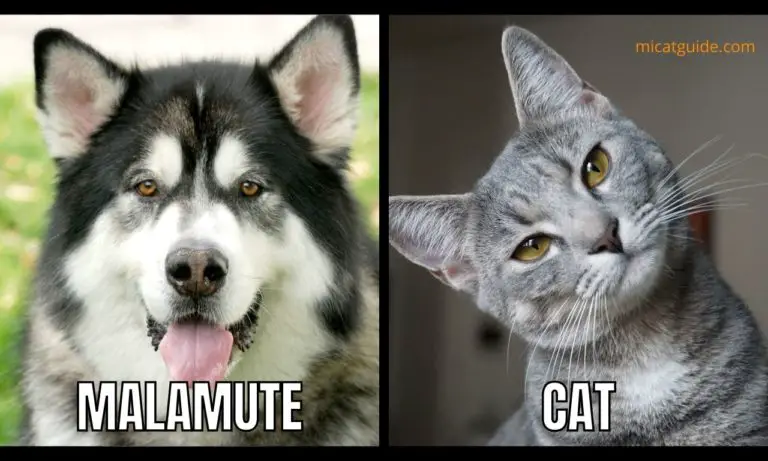 How to Introduce A Malamute to A Cat?