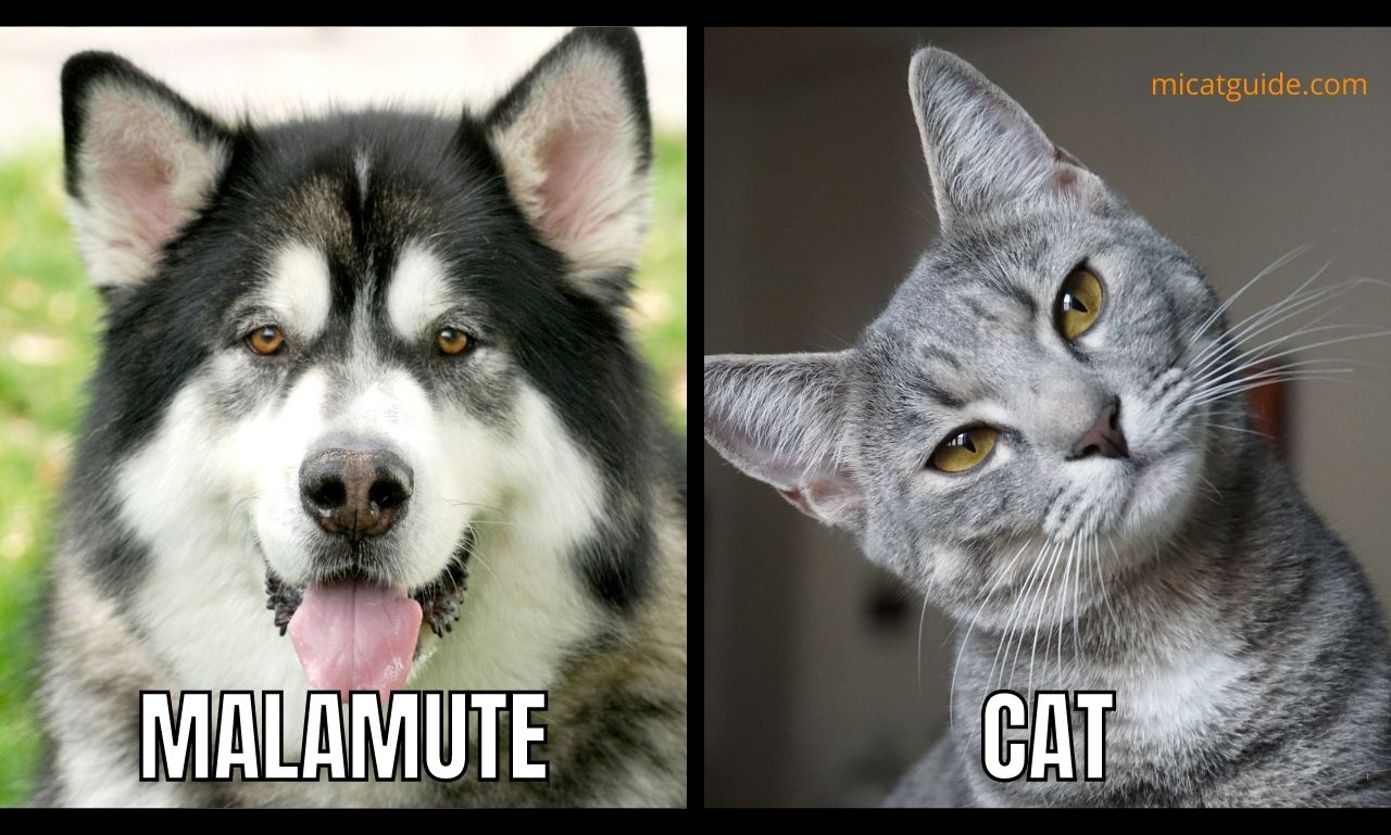 How to Introduce A Malamute to A Cat