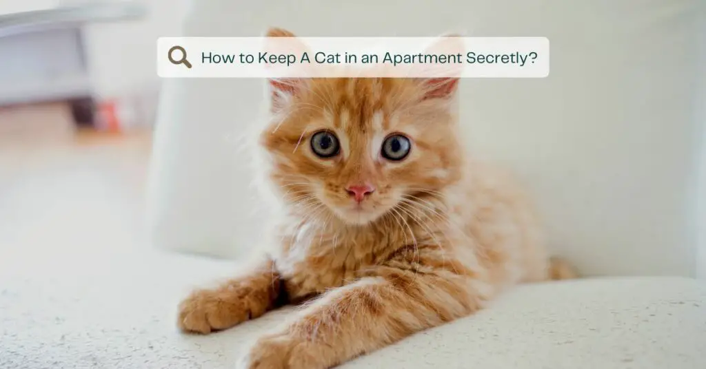 How to Keep A Cat in an Apartment Secretly