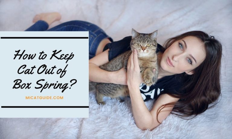 How to Keep Cats Out of Box Spring? (10 Ways)