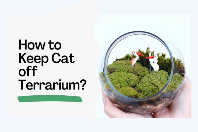 How to Keep Cat off Terrarium? (6 Proven Methods)