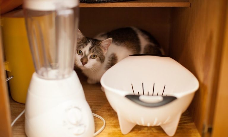 How to Keep Cats Out of Cupboards? (10 DIY Hacks)