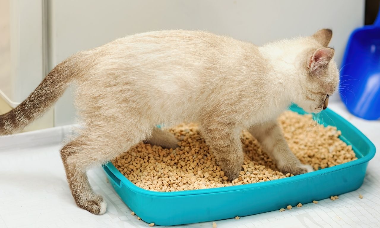 How to Keep Kitty Litter From Sticking to Your Box? Mi Cat Guide