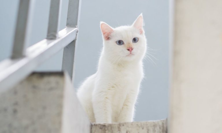 How to Keep Your Cat From Going Upstairs? (4 Simple Methods)