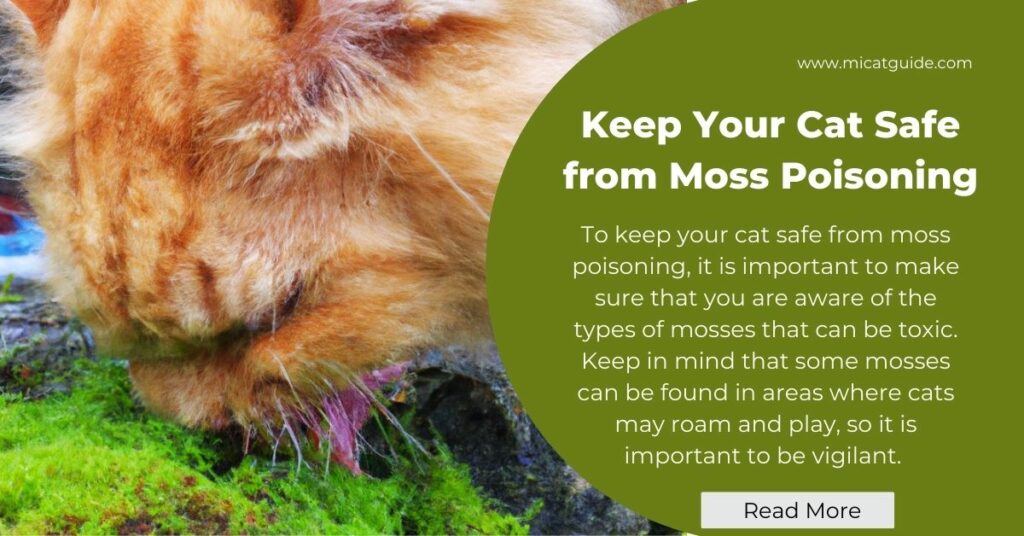 How to Keep Your Cat Safe from Moss Poisoning