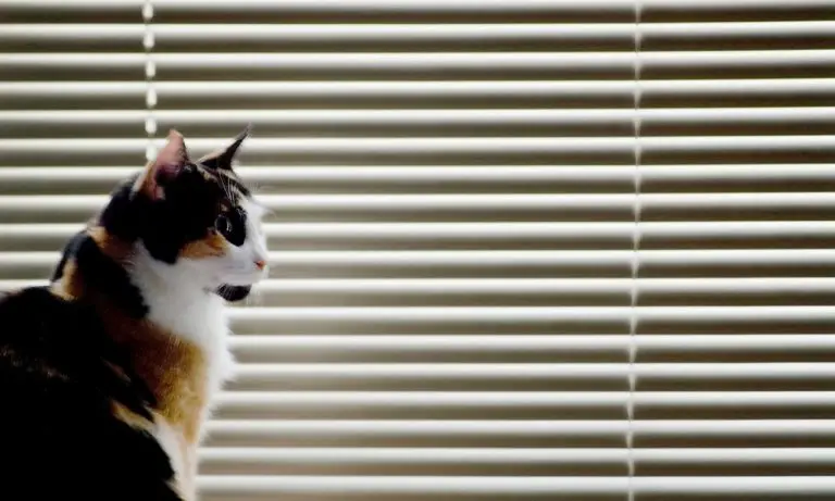How to Keep Your Cat from Ruining Your Blinds? (with fixing methods)