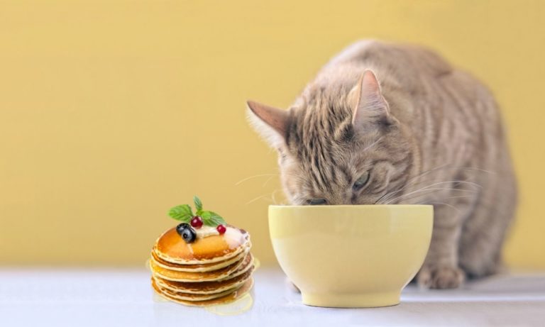 How to Make Pancakes for Cats? (Simple & Easy Process)