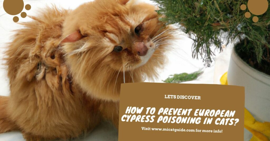 How to Prevent European Cypress Poisoning in Cats